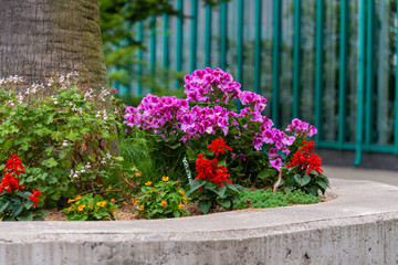 Fototapeta na wymiar コンクリートで囲われた花壇の花