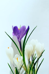 Fototapeta na wymiar Blurry image of colorful flowers on white background. Cropped shot of crocus flowers.