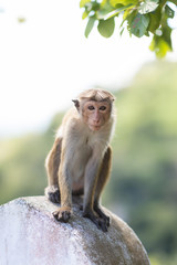 Baby monkey, macaques at Galta temple in Jaipur India. The temple is an ancient hindu piligrimage site.