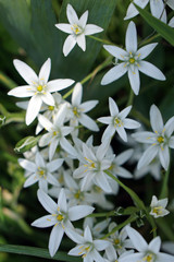 Ornithógalum  blooming  flowers brunch   in garden  with copy space in minimal style, template for lettering,