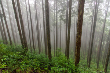 深い霧に包まれた奈良の杉林