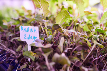 Background image of two days radish sprouts on tray in nursery greenhouse, copy space