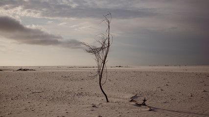dead tree in the desert