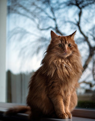 Ginger Tom cat sitting on window sill with wispy Beech tree in background.