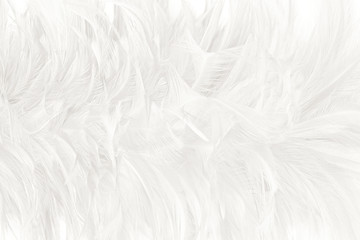 Beautiful white feather wooly pattern texture background