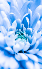 Abstract floral background, blue chrysanthemum flower. Macro flowers backdrop for holiday brand design