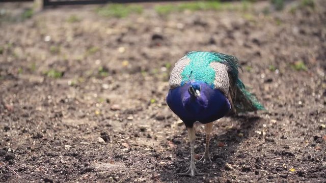 peacock walks around the yard