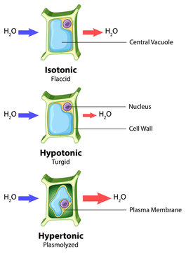Diagram showing plant cell on isolated background