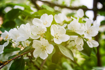 Branch of a flowering plum. Blossoming of cherry flowers in spring time with green leaves, macro. Spring concept