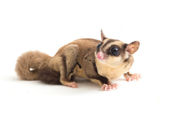 ugar glider - Petaurus breviceps isolated on white background