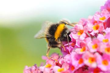 Hummel an Sommerflieder