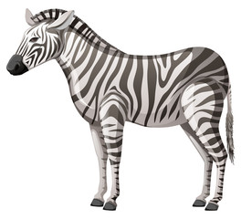 Fototapeta na wymiar Wild zebra standing alone on white background