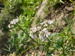 Coriander flowers in garden