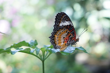 Butterfly on the leaf.