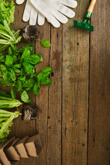 Flat lay of Gardening tools, basil, greens eco flowerpot, soil on wooden background. Spring garden works concept. Layout with free text space captured from above.