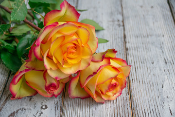 yellow roses on wooden background