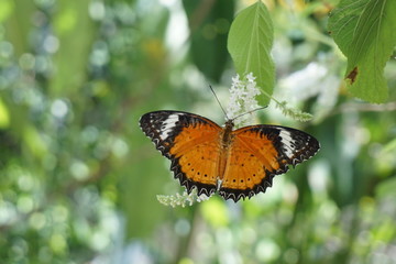 Butterfly on flower.