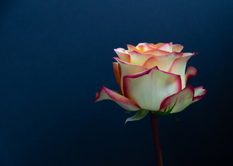 pink rose on blue background