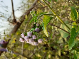 flowers in the garden