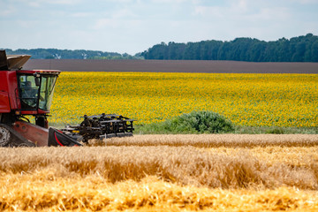 Fototapeta premium A harvester with a mower in the field collects a crop of wheat. Fields of sunflowers and blue sky in the background.
