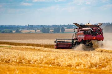 The harvester mows yellow wheat. Harvesting on a summer sunny day. Combine rear view.