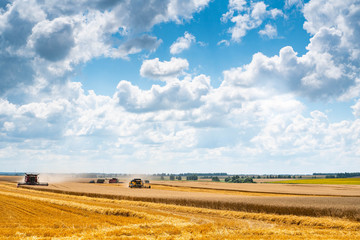 Harvesters in a yellow field collect wheat. Blue sky with clouds. Agricultural work.