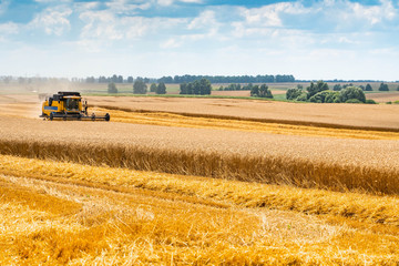 Autumn harvest of wheat. Harvester in a yellow field with trees against the sky with clouds.