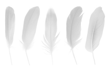 Beautiful collection sketching white feather isolated on white background