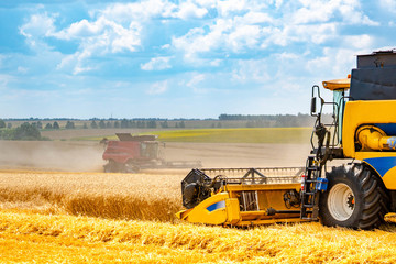 Obraz premium Combine harvester harvesting ripe golden wheat on the field. The image of the agricultural industry.
