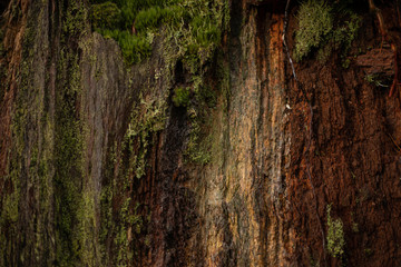 Tree Bark and Moss