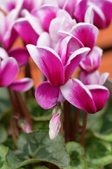 Persian cyclamen Angel Wings Midi Pink