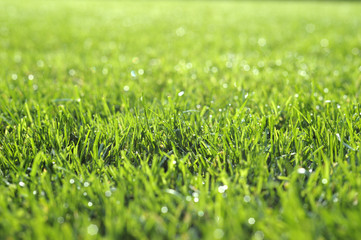 Saftig und frisch grüner Rasen Nahaufnahme mit Bokeh und schönen Lichtreflexionen