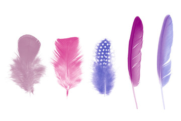Beautiful collection gradient violet - mauve mistkeys colors tone feather isolated on white background