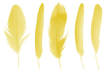 Beautiful collection bright yellow colors tone feather isolated on white background