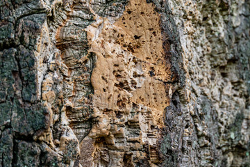 Close-up of bark cork oak tree (Quercus suber) in Massandra landscape park in Crimea. Rich colorful texture as natural background for any design.