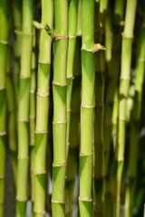 Fototapeta premium Szczęśliwy bambus