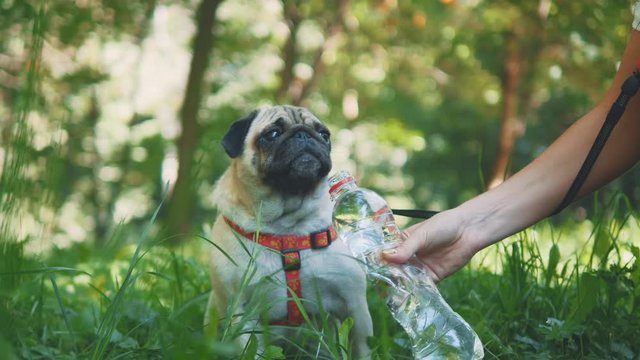 Young woman is feeding her small pug dog water with bottle and hand. Close up. Copy space. 4K.