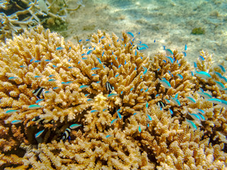 Fototapeta na wymiar Small fishes underwater near coral reef