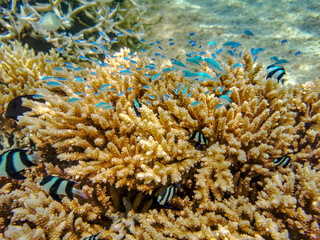 Small fishes underwater near coral reef