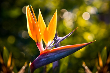Obraz premium Primer plano de una strelitzia en un parque en las Islas Canarias.