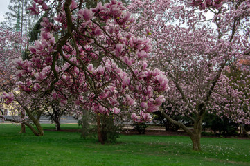 Obraz na płótnie Canvas Magnolia soulangeana also called saucer magnolia flowering springtime tree with beautiful pink white flower on branches in bloom
