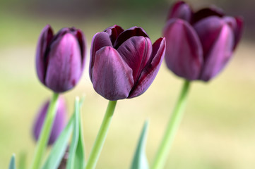 Beautiful dark purple flowering tulips in springtime garden, early tulipa gesneriana flowers in bloom, flowers bunch in daylight