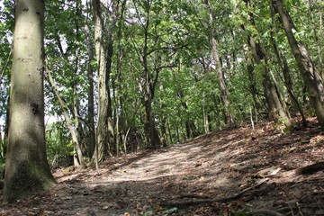 path in forest