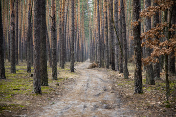 Dirt road in a pine forest in early spring.