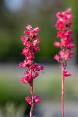 Heuchera sanguinea beautiful ornamental spring flowering plant, bright red flower in bloom