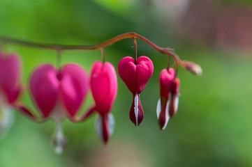 Dicentra spectabilis pink bleeding hearts in bloom on the branches, flowering plant in springtime...