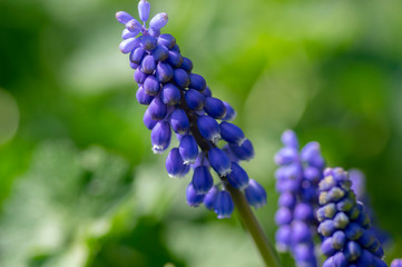 Muscari armeniacum flowering plant, blue spring bulbous grape hyacinth flowers in bloom in the garden