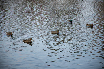 Ducks swim in the lake.