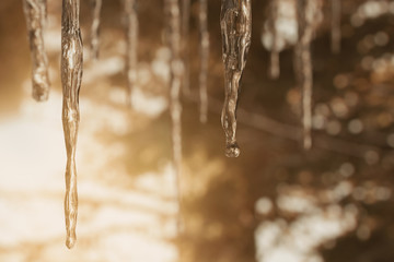 3d rendering of clear icicles in front of forest and sunlight in close up view