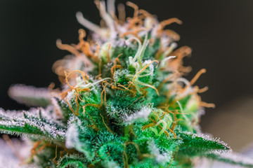 HDR close up shot of a cannabis plant blossom